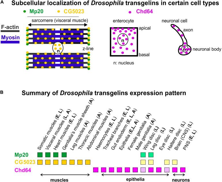 https://cdn.ncbi.nlm.nih.gov/pmc/blobs/78a5/8311604/537c11823fea/fcell-09-648568-g010.jpg