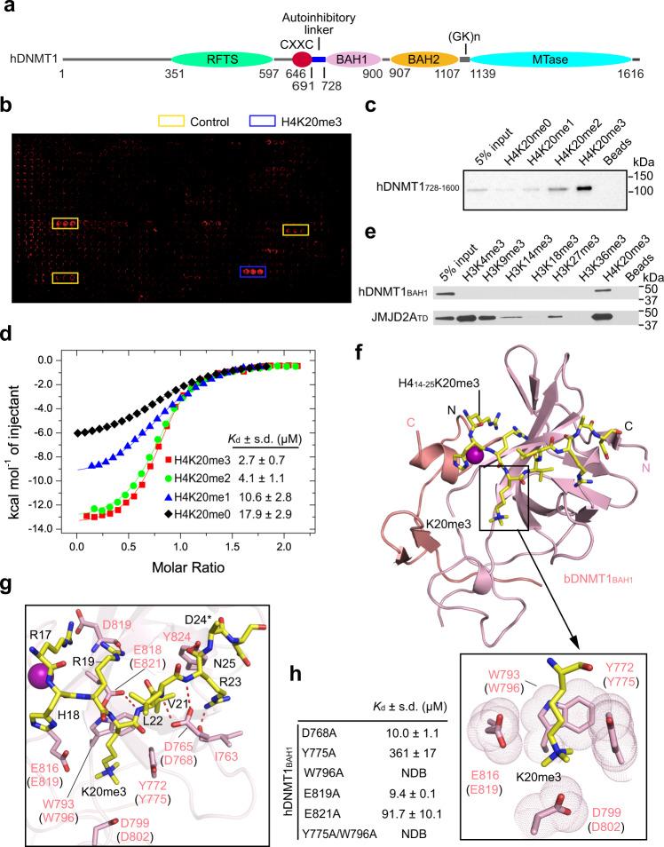 https://cdn.ncbi.nlm.nih.gov/pmc/blobs/78a8/8093215/5966521d682c/41467_2021_22665_Fig1_HTML.jpg
