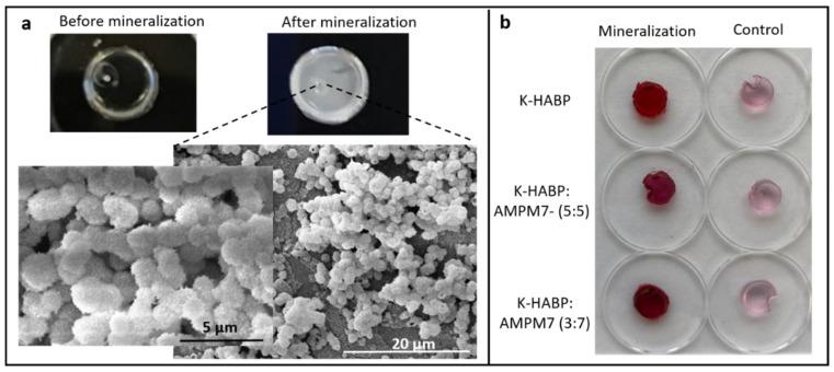 https://cdn.ncbi.nlm.nih.gov/pmc/blobs/78a8/8235192/e6747d0248b6/ijms-22-06552-g008.jpg