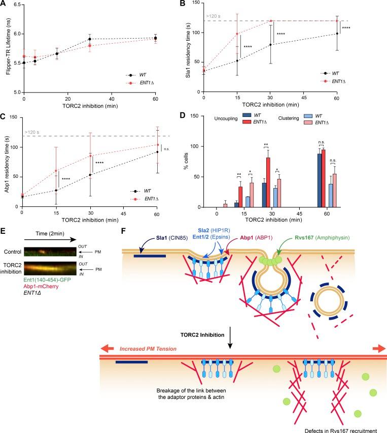 https://cdn.ncbi.nlm.nih.gov/pmc/blobs/78ad/6605812/0e6089d6ba13/JCB_201901096_Fig5.jpg