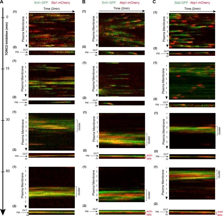 https://cdn.ncbi.nlm.nih.gov/pmc/blobs/78ad/6605812/899c86ee2a6a/JCB_201901096_Fig4.jpg