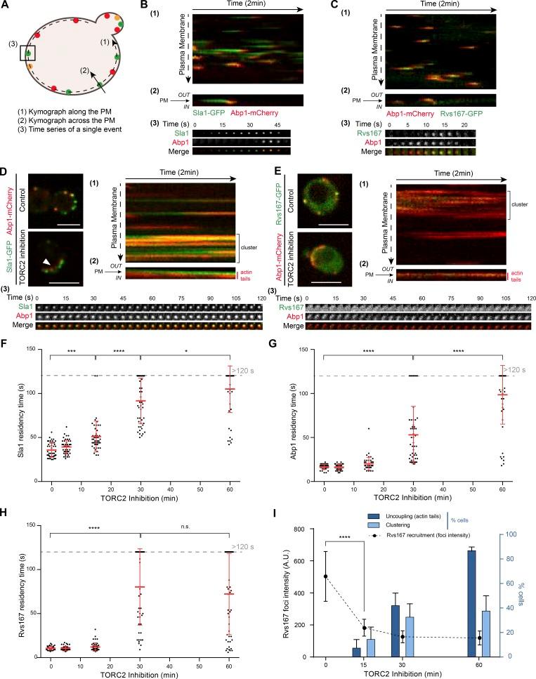 https://cdn.ncbi.nlm.nih.gov/pmc/blobs/78ad/6605812/e4ab9137d31e/JCB_201901096_Fig1.jpg
