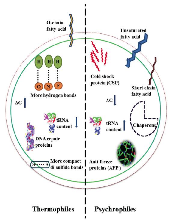 https://cdn.ncbi.nlm.nih.gov/pmc/blobs/78ae/7324872/e17fbc62fb25/CG-21-96_F1.jpg