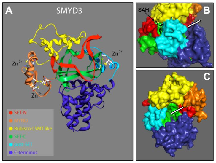 https://cdn.ncbi.nlm.nih.gov/pmc/blobs/78b1/8788566/78acbd89fe64/diseases-10-00004-g001.jpg