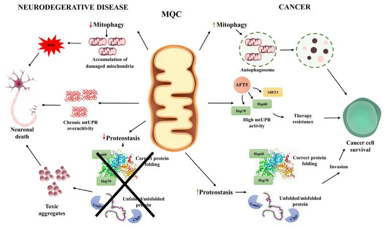 https://cdn.ncbi.nlm.nih.gov/pmc/blobs/78b3/12429020/9ebb3128ca8f/ijms-26-08693-g003.jpg