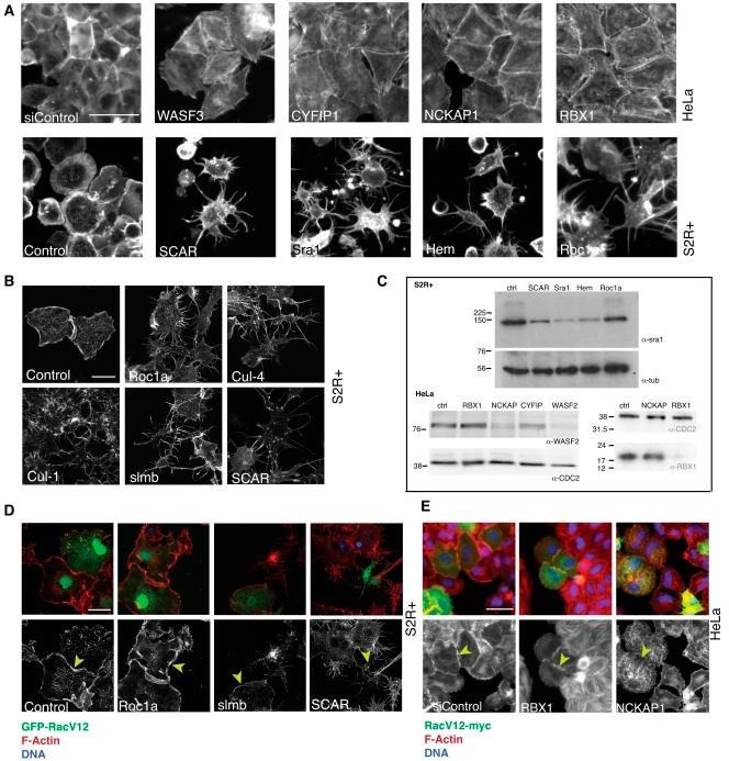 https://cdn.ncbi.nlm.nih.gov/pmc/blobs/78b7/3171124/86930dfb9511/JCB_201103168R_RGB_Fig4.jpg