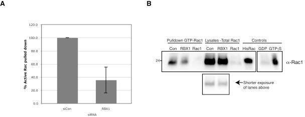 https://cdn.ncbi.nlm.nih.gov/pmc/blobs/78b7/3171124/a8425605204c/JCB_201103168R_GS_Fig5.jpg
