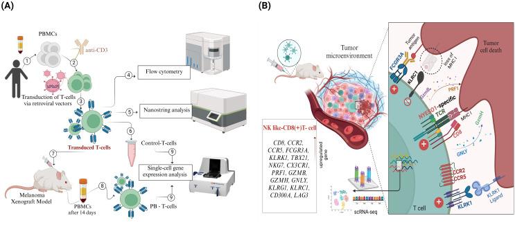 https://cdn.ncbi.nlm.nih.gov/pmc/blobs/78b8/11628372/f6d49eebee59/fimmu-15-1507218-g001.jpg