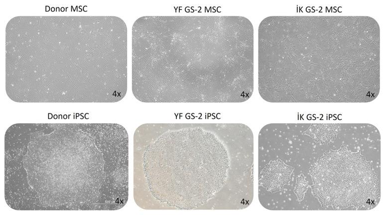 https://cdn.ncbi.nlm.nih.gov/pmc/blobs/78c6/11518329/81f249f14503/tjb-48-05-290f1.jpg