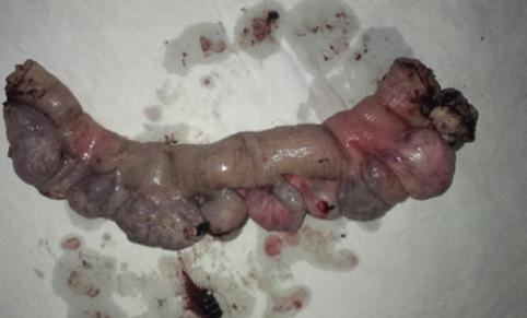 https://cdn.ncbi.nlm.nih.gov/pmc/blobs/78ca/5106572/1a5c8bc9e7fe/IJMS-41-548-g003.jpg