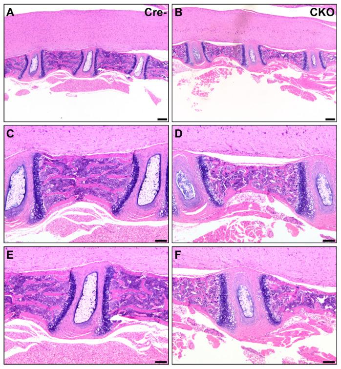 https://cdn.ncbi.nlm.nih.gov/pmc/blobs/78ca/8307487/c4790b7cb935/genes-12-00975-g005.jpg
