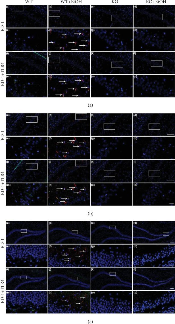 https://cdn.ncbi.nlm.nih.gov/pmc/blobs/78cc/6874951/439374fd2d58/NP2019-1648736.002.jpg