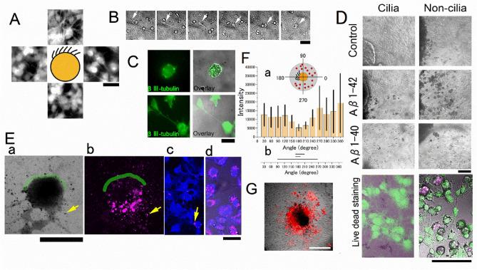 https://cdn.ncbi.nlm.nih.gov/pmc/blobs/78cd/10442439/67d618a909ba/41598_2023_40742_Fig2_HTML.jpg