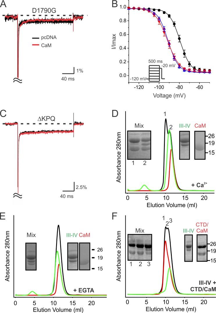 https://cdn.ncbi.nlm.nih.gov/pmc/blobs/78cd/5299624/642a10d8c87e/JGP_201611721_Fig4.jpg