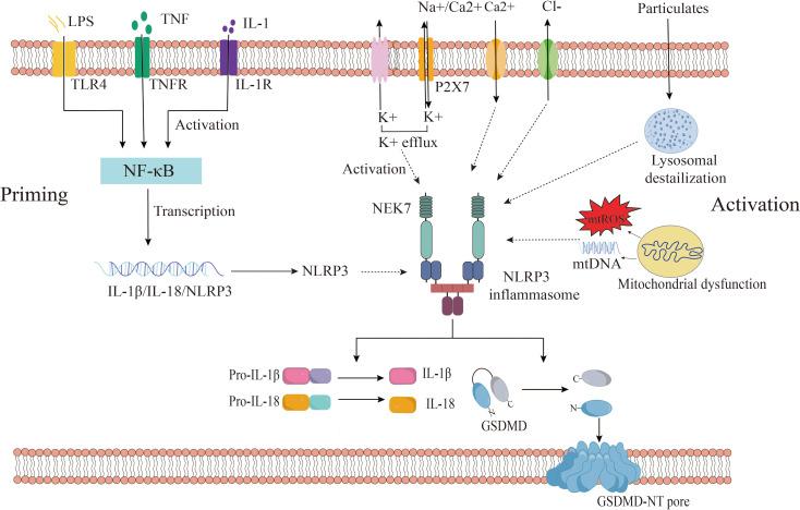 https://cdn.ncbi.nlm.nih.gov/pmc/blobs/78cf/11310156/4ce37aba92f0/fimmu-15-1435892-g002.jpg