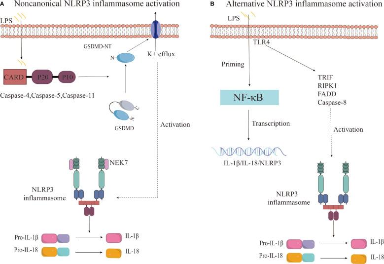 https://cdn.ncbi.nlm.nih.gov/pmc/blobs/78cf/11310156/92a54998e38a/fimmu-15-1435892-g003.jpg