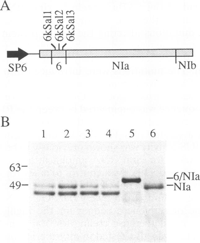 https://cdn.ncbi.nlm.nih.gov/pmc/blobs/78cf/236716/0d07f72998a4/jvirol00013-0366-a.jpg