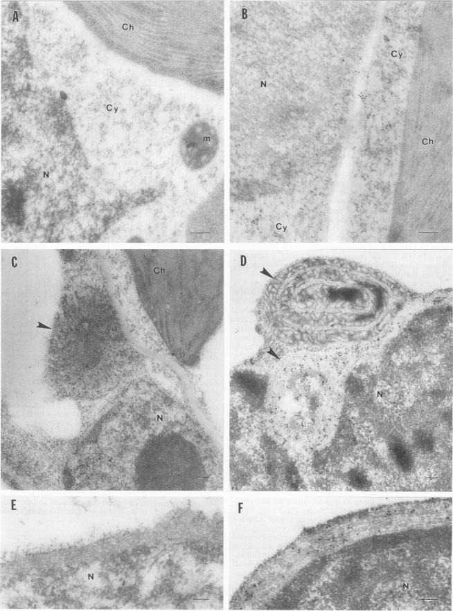 https://cdn.ncbi.nlm.nih.gov/pmc/blobs/78cf/236716/4a3c51c284f8/jvirol00013-0368-a.jpg