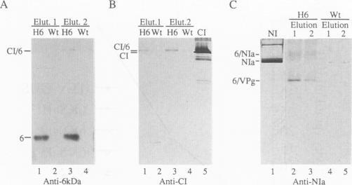 https://cdn.ncbi.nlm.nih.gov/pmc/blobs/78cf/236716/88de40939ea2/jvirol00013-0365-a.jpg