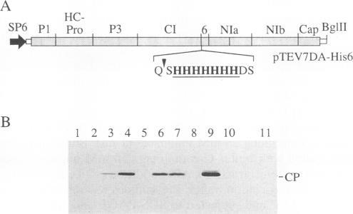 https://cdn.ncbi.nlm.nih.gov/pmc/blobs/78cf/236716/c29f5e590292/jvirol00013-0363-a.jpg
