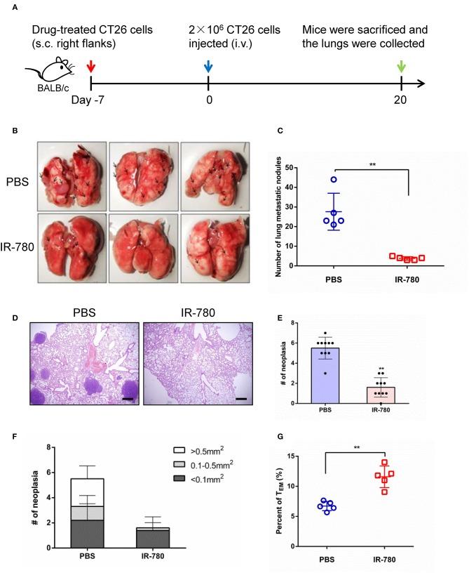 https://cdn.ncbi.nlm.nih.gov/pmc/blobs/78d2/6861368/8270733eab2f/fonc-09-01196-g0004.jpg