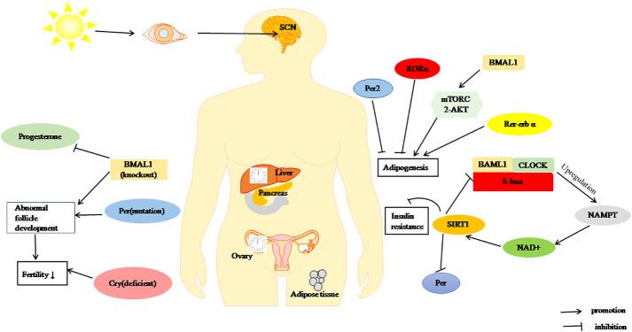 https://cdn.ncbi.nlm.nih.gov/pmc/blobs/78d5/9709483/7c1deb3e9326/fendo-13-918805-g002.jpg