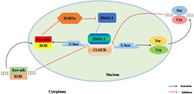 https://cdn.ncbi.nlm.nih.gov/pmc/blobs/78d5/9709483/cf289871dc01/fendo-13-918805-g001.jpg
