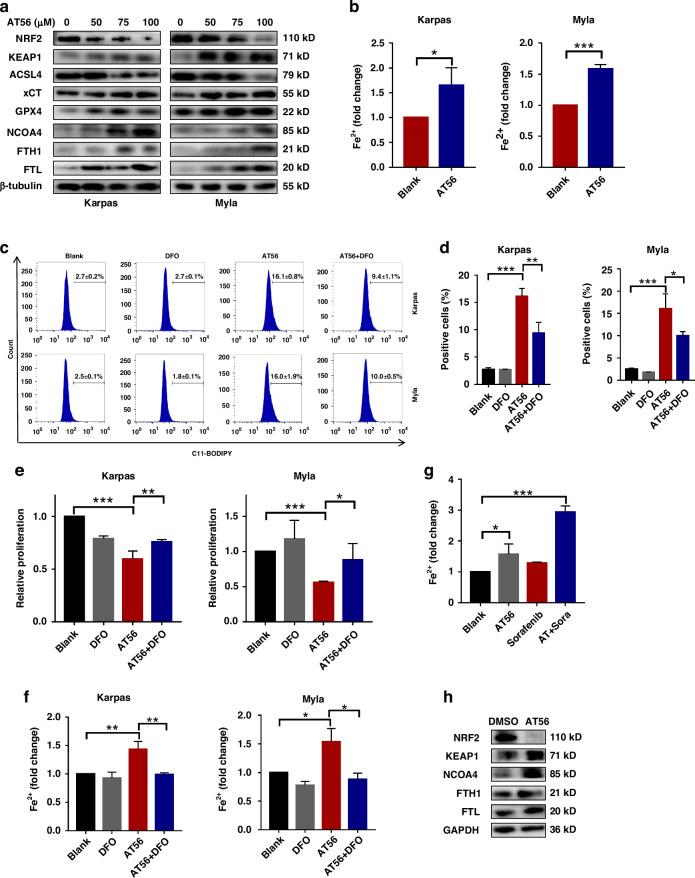https://cdn.ncbi.nlm.nih.gov/pmc/blobs/78d6/11833084/0cb94e023850/41416_2024_2919_Fig6_HTML.jpg