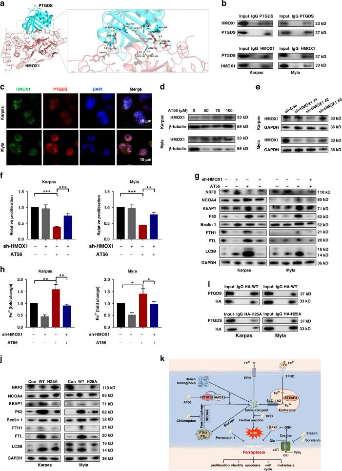 https://cdn.ncbi.nlm.nih.gov/pmc/blobs/78d6/11833084/74691a11e22a/41416_2024_2919_Fig8_HTML.jpg