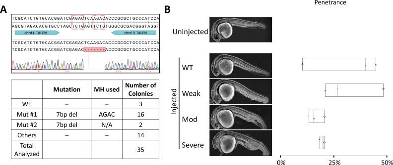 https://cdn.ncbi.nlm.nih.gov/pmc/blobs/78d7/6152997/ab768d4cf899/pgen.1007652.g002.jpg