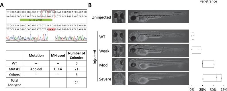 https://cdn.ncbi.nlm.nih.gov/pmc/blobs/78d7/6152997/dd2aa797266d/pgen.1007652.g003.jpg
