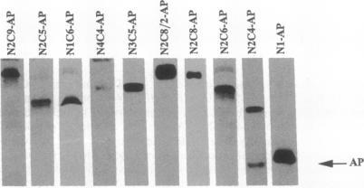 https://cdn.ncbi.nlm.nih.gov/pmc/blobs/78da/52276/9daed749af98/pnas01066-0384-a.jpg