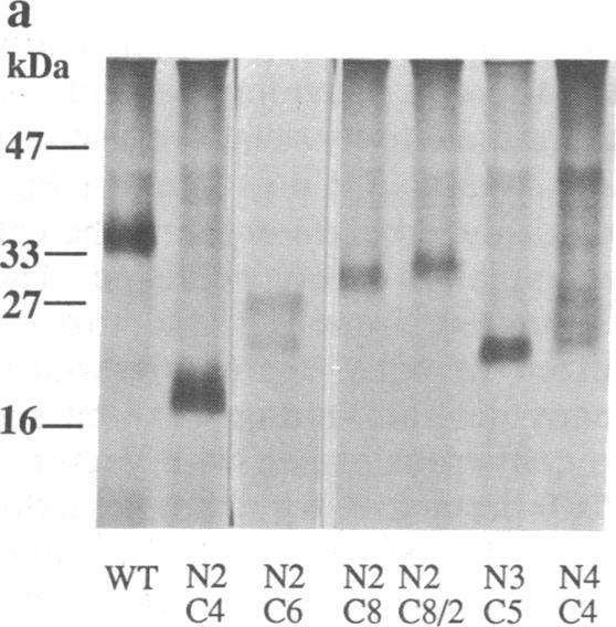 https://cdn.ncbi.nlm.nih.gov/pmc/blobs/78da/52276/da00a44d3845/pnas01066-0383-d.jpg