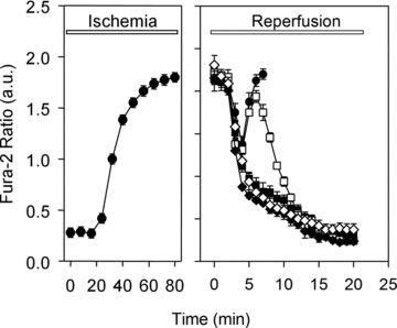 https://cdn.ncbi.nlm.nih.gov/pmc/blobs/78dc/3822958/b49a5af0fdea/jcmm0015-2478-f4.jpg