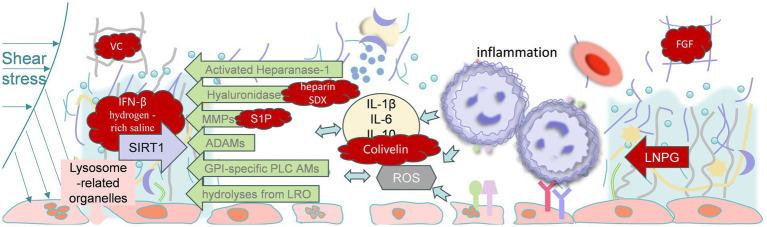 https://cdn.ncbi.nlm.nih.gov/pmc/blobs/78df/12006053/89e381c088d2/fmed-12-1535673-g003.jpg