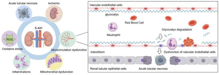 https://cdn.ncbi.nlm.nih.gov/pmc/blobs/78df/12006053/f43317755e06/fmed-12-1535673-g001.jpg