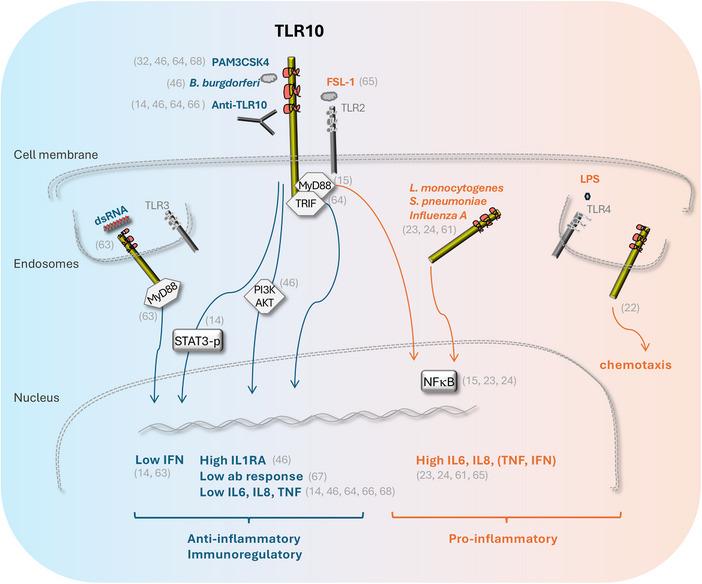 https://cdn.ncbi.nlm.nih.gov/pmc/blobs/78e3/12064872/813ebc36bf88/EJI-55-e202551840-g003.jpg