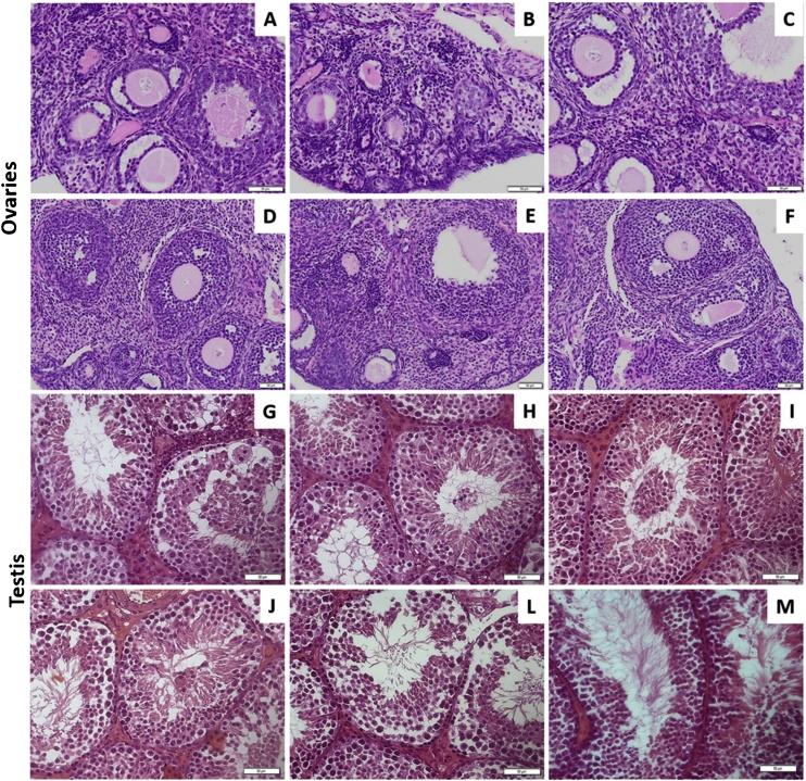 https://cdn.ncbi.nlm.nih.gov/pmc/blobs/78e8/6298944/65df86fb29a4/gr5.jpg