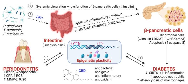 https://cdn.ncbi.nlm.nih.gov/pmc/blobs/78ed/11988922/a21093f17958/ijms-26-02853-g001.jpg