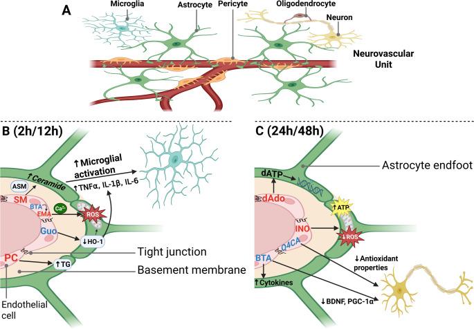 https://cdn.ncbi.nlm.nih.gov/pmc/blobs/78ef/12204887/7a292303e9ce/11306_2025_2286_Fig7_HTML.jpg