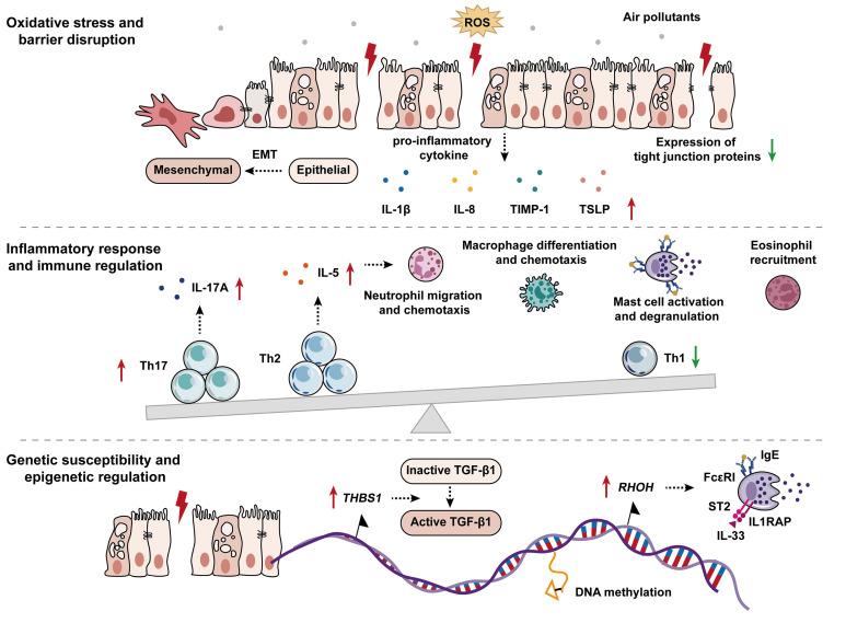 https://cdn.ncbi.nlm.nih.gov/pmc/blobs/78f6/11982644/d897d8917166/aair-17-149-g002.jpg