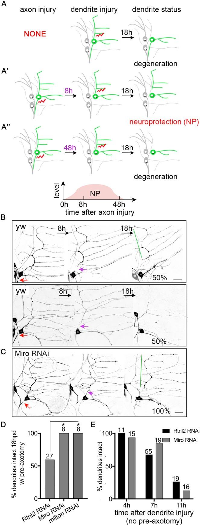 https://cdn.ncbi.nlm.nih.gov/pmc/blobs/78f6/5173288/517afeaf4945/pgen.1006503.g001.jpg