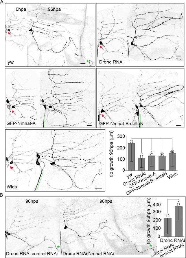 https://cdn.ncbi.nlm.nih.gov/pmc/blobs/78f6/5173288/62c1e758340d/pgen.1006503.g006.jpg