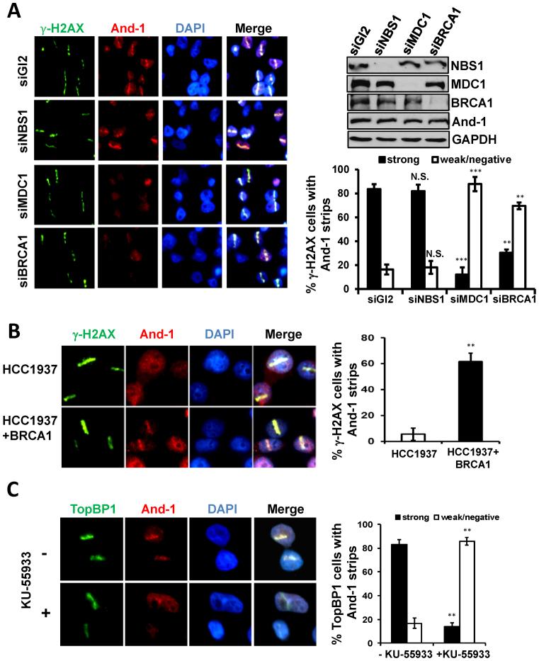 https://cdn.ncbi.nlm.nih.gov/pmc/blobs/78f6/5389477/115f4e615edc/gkw1241fig7.jpg