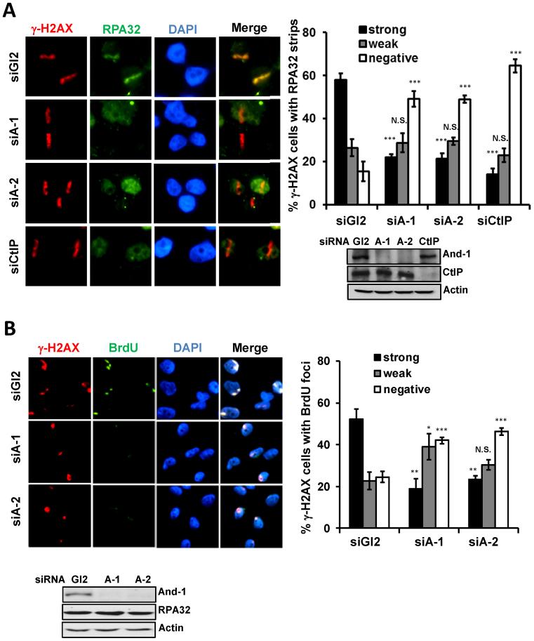 https://cdn.ncbi.nlm.nih.gov/pmc/blobs/78f6/5389477/4b885e910333/gkw1241fig3.jpg