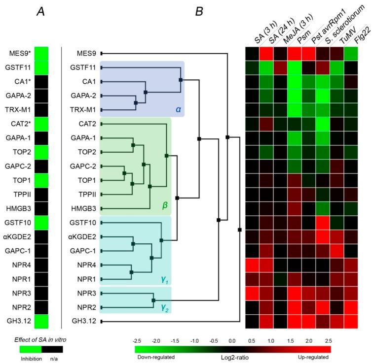 https://cdn.ncbi.nlm.nih.gov/pmc/blobs/78f7/6769663/9f2d41545cf2/ijms-20-04377-g002.jpg