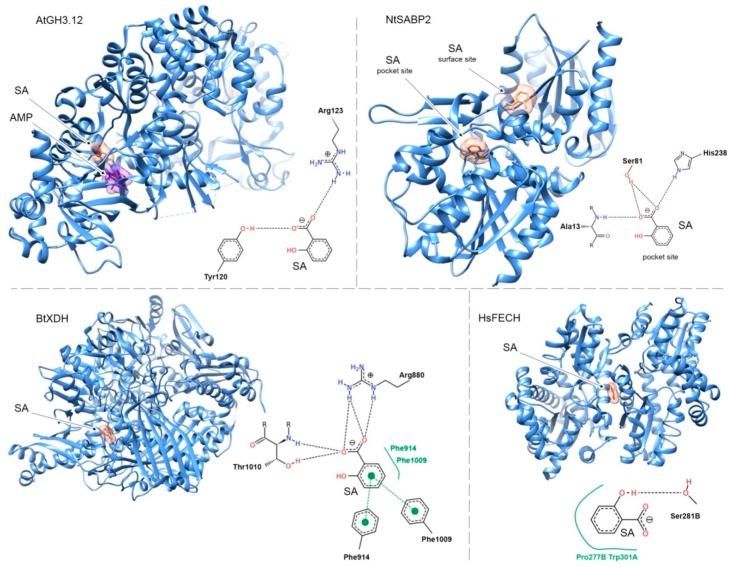 https://cdn.ncbi.nlm.nih.gov/pmc/blobs/78f7/6769663/e6f56124d2a7/ijms-20-04377-g003.jpg