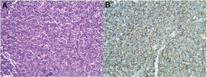 https://cdn.ncbi.nlm.nih.gov/pmc/blobs/78f8/6794398/8f0333689e45/OpenVetJ-9-246-g003.jpg