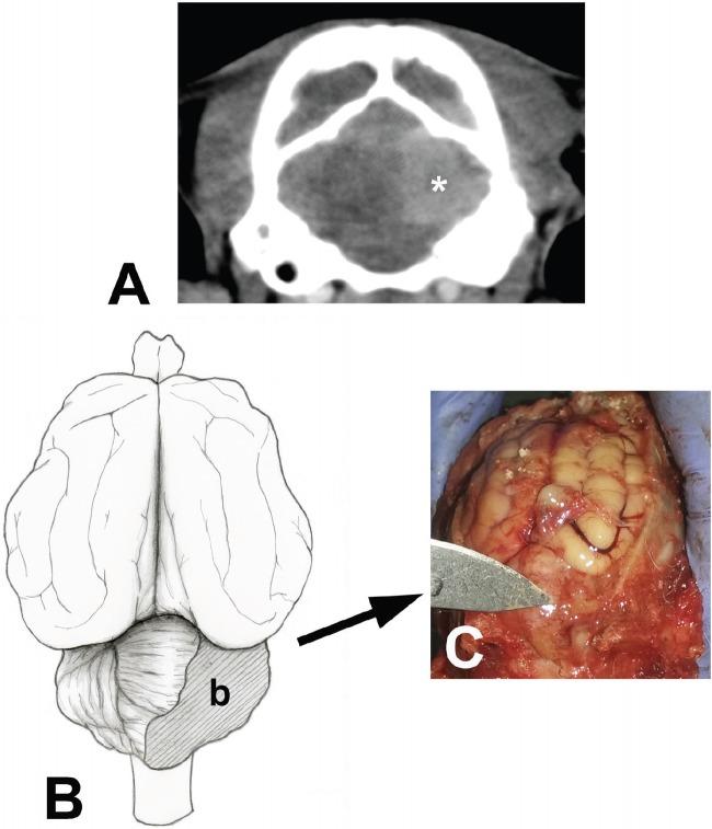https://cdn.ncbi.nlm.nih.gov/pmc/blobs/78f8/6794398/a4d54a82c49d/OpenVetJ-9-246-g001.jpg