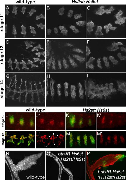 https://cdn.ncbi.nlm.nih.gov/pmc/blobs/78f9/2064332/e6b817149338/jcb1740773f03.jpg